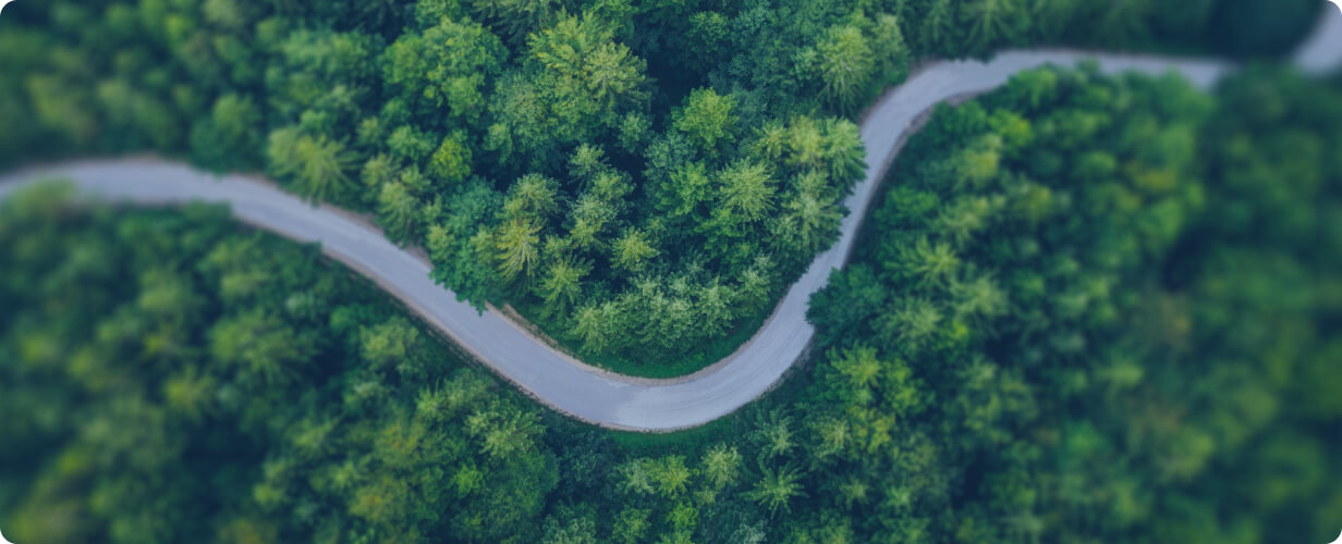 Road between green trees / Droga między zielonymi drzewami